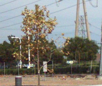 This tree's turning brown