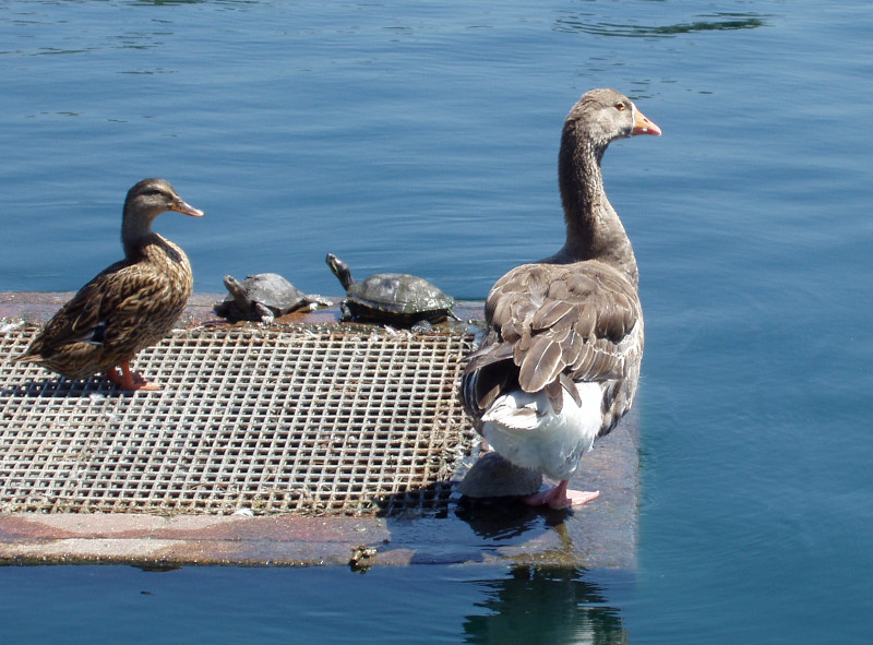 Duck, goose and turtles on a grate.