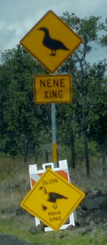 Nene Xing