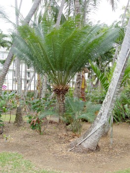 Not sure what this is...maybe a palm tree, maybe a cycad.