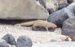 Mongoose 1