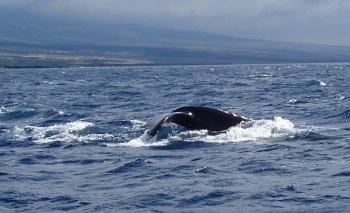 Tail of a whale