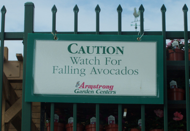 Sign: Caution! Watch for Falling Avocados (Armstrong Garden Center)