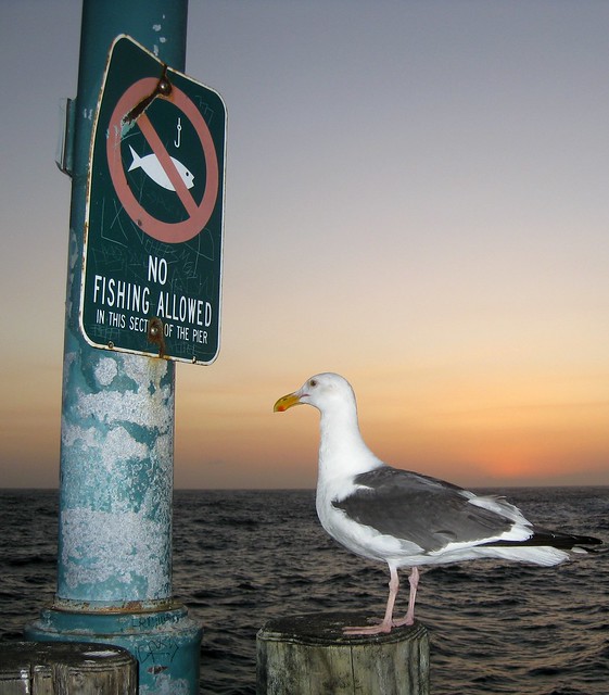 A seagull stands on a wooden post, looking at a sign that says NO FISHING ALLOWED. Behind them: the ocean and a just-after-sunset twilight sky, a bright orange area still visible fading to yellow and then blue.