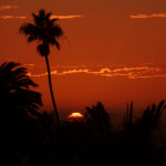 Sunset Palm Tree