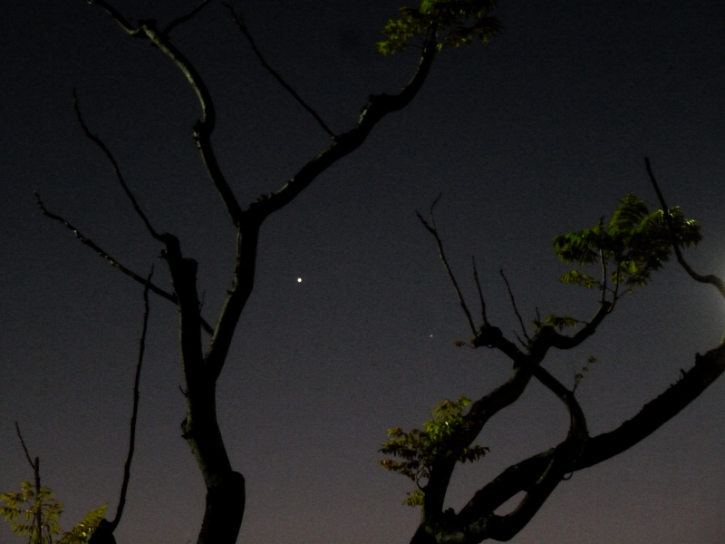 Venus and Mercury in a Tree