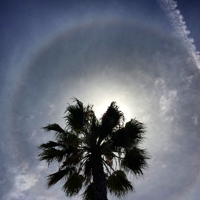 Palm Tree and sun Halo