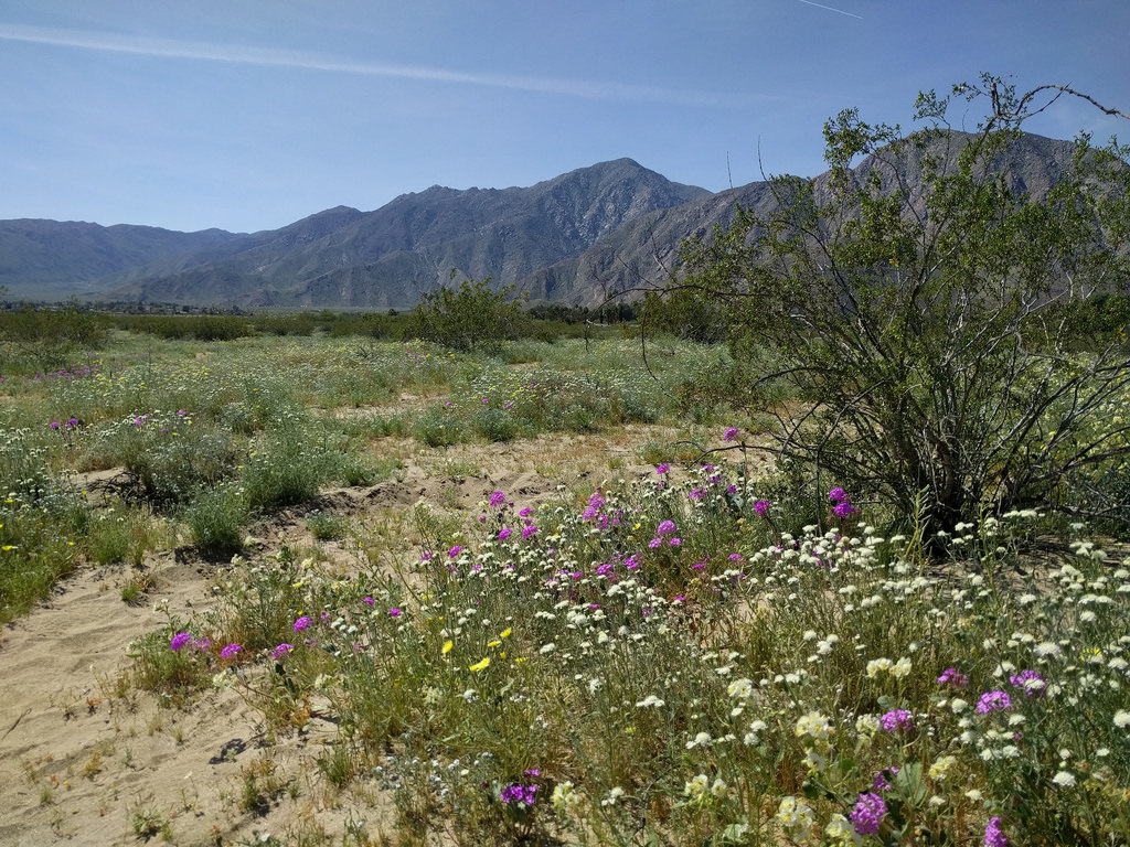 Anza-Borrego Wildflowers