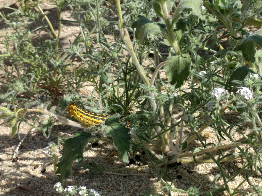 Caterpillar on a plant with clusters of small white flowers.