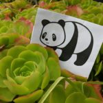 Panda surrounded by succulents.