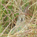 A very clear photo of grass stalks...with a blurry rabbit behind them.
