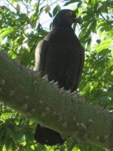 Black pigeon sitting on a spiky tree branch surrounded by leaves, looking sideways.