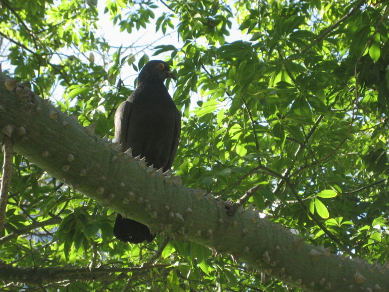 Black pigeon sitting on a spiky tree branch surrounded by leaves, looking sideways.