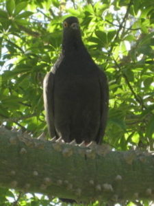 Black pigeon sitting on a spiky tree branch surrounded by leaves, looking at the camera.