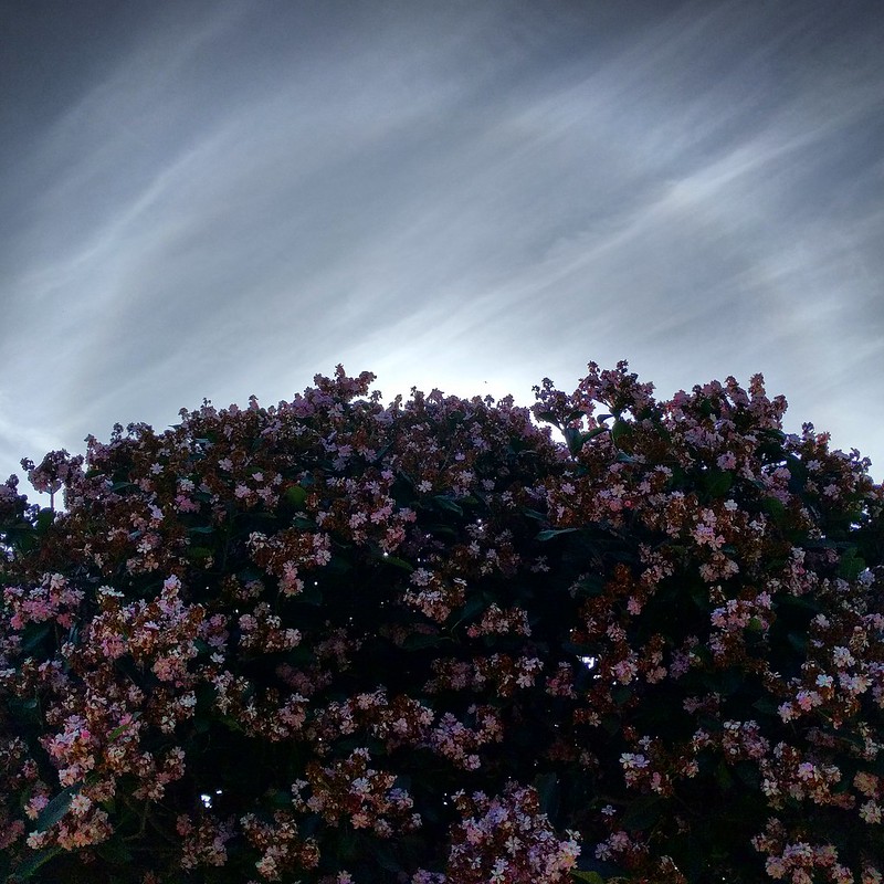 Circular sun halo rising from behind a blooming hawthorn tree.