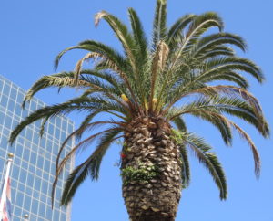 Top of a palm tree. You can see the tomatoes and two other plants growing out of the sides.