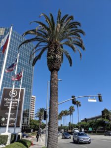 Full view of the palm tree along a city street. You can just make out the tomatoes up near the top.