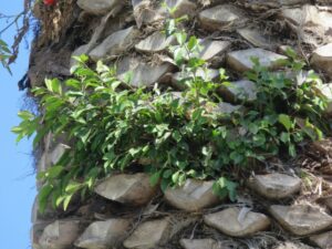 Cluster of rounded green leaves on stems growing out of the side of a palm tree. One of the tomatoes can just be seen at upper left.