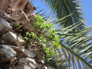 Plant with small leaves and tiny black berries growing out of the side of a palm tree.