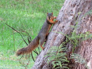 Squirrel running up the side of the tree