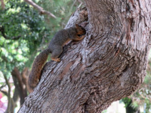 Squirrel checking between two tree limbs.
