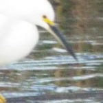 Just the head and long beak of a white bird in the water.