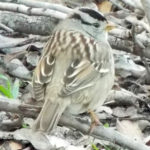 A small light brown bird blending in with the ground and dried sticks and leaves, with patches of white and black on its head.
