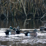 A bunch of ducks in the water.
