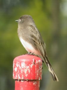 Small black bird with a white belly on a red post with a blurry green background.