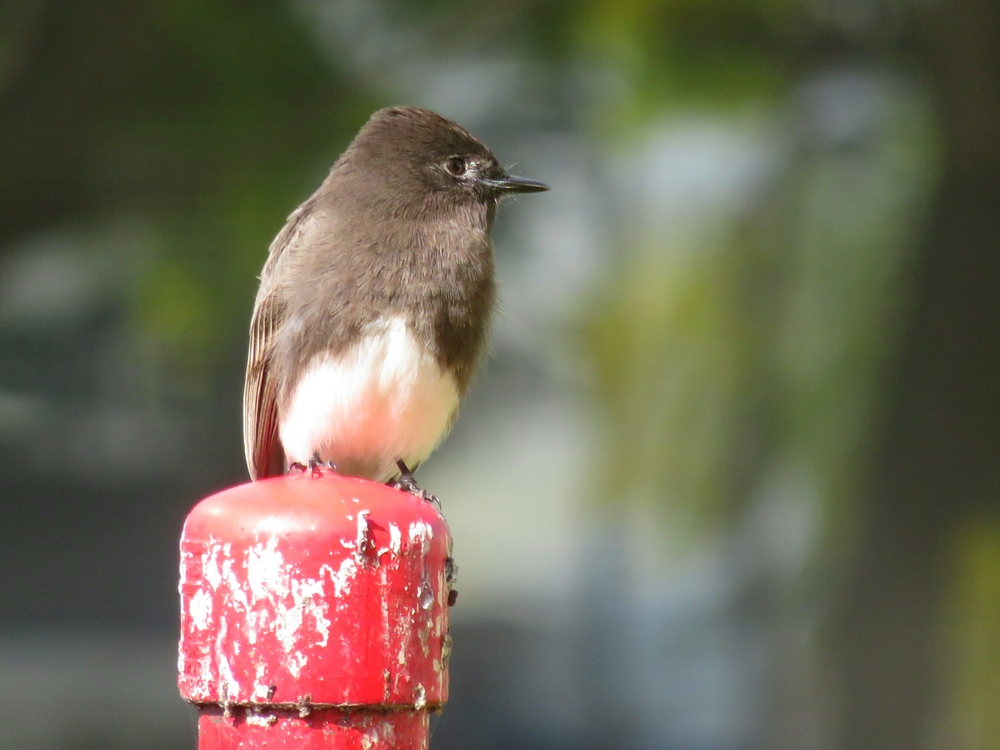 Small black bird with a white belly on a red post with a blurry green background.
