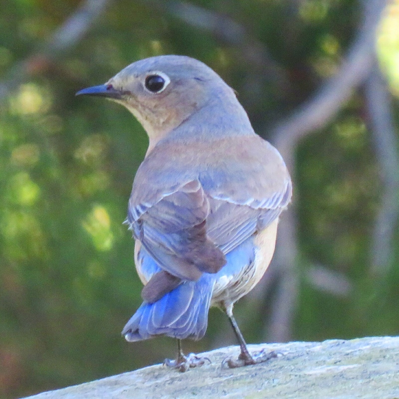 A small bird with gray and blue feathers on a wooden platform, with a blurry green background.