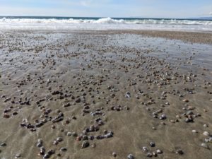 Wet section of beach covered with tiny seashells