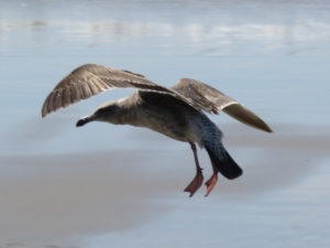 Seagull Landing