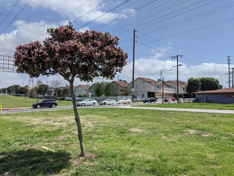A hawthorn tree in bloom in a wide, empty field. In the distance are a street, a bike path, and a line of houses.