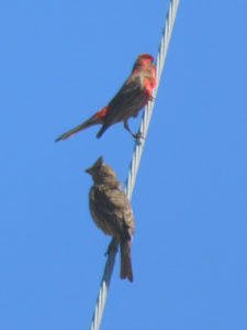 Two small birds, one bright red male and one brownish female, perched on a cable seen against the sky.
