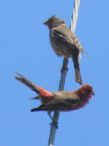 The finches have switched positions on the cable, and the male is showing off his tail.