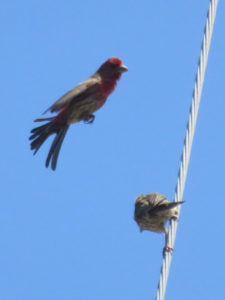 Now the male has taken wing briefly.