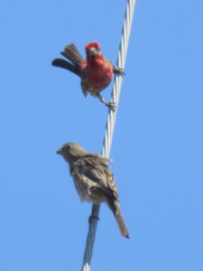 The male is back on the cable, fanning his tail while the female looks away.