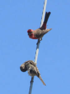 Now the female is grooming herself, her head turned around with her beak tucked into her neck, while the male looks on.