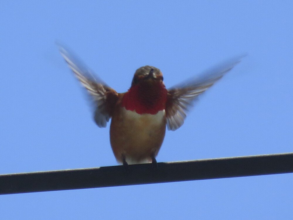 Hummingbird on a wire with blurred wings.