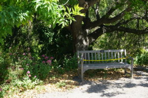Bench under a tree