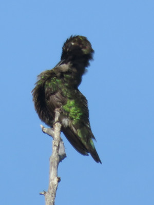 The same hummingbird with its neck twisted around so it can preen its feathers with its beak.