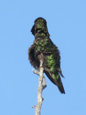 The same hummingbird with its neck twisted around so you can't even see its face anymore.