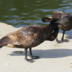 Two geese standing near a pond, grooming themselves, their necks at weird angles and lined up so it looks like they're one long...something.