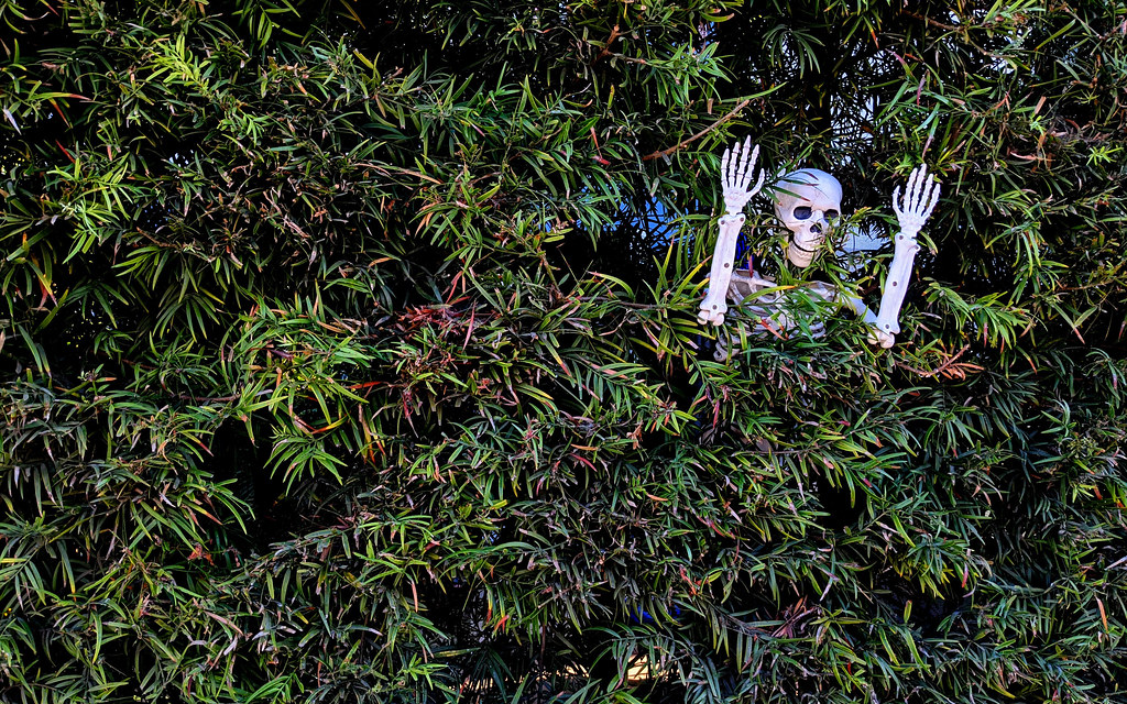 A hedge with narrow green leaves and the top of a plastic skeleton visible through a gap.