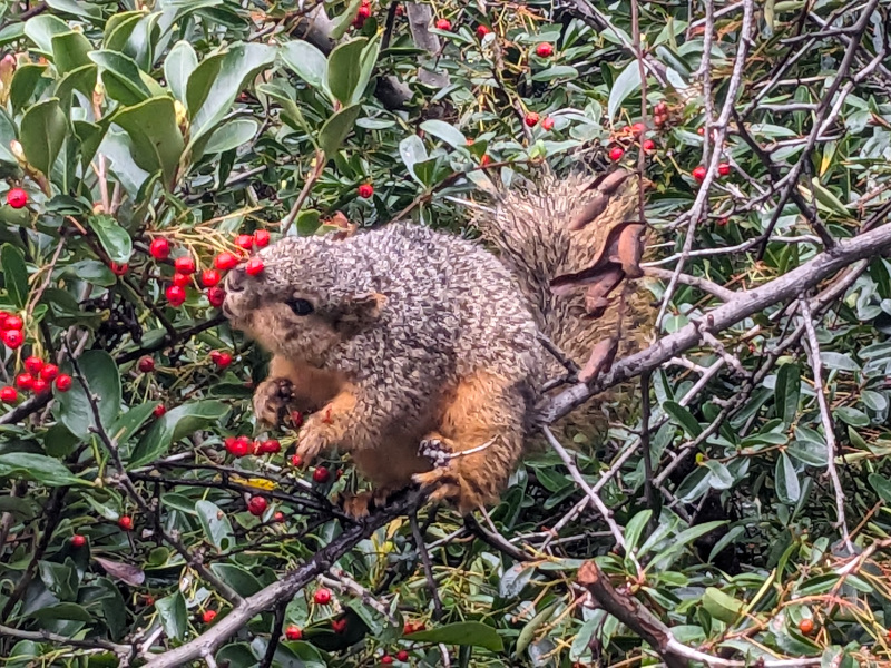 The same squirrel, in the same bush, stretching its neck out to bite off another berry from the bush.