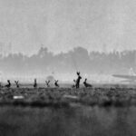 Line of rabbits along the ground, silhouetted against some old-looking airplanes and trees in the distance.